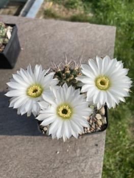 Acanthocalycium peitscherianum